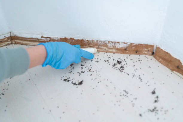 Best Local Pest Control Services  in Middleburg Heights, OH